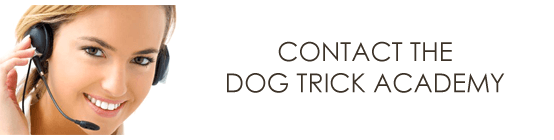 contact_the_dog_trick_academy